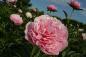 Preview: Pfingstrose Etched Salmon, Paeonia Hybride